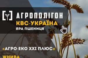 Стан посівів ярої пшениці «Агро-Еко ХХІ Плюс» у ІІІ декаді липня