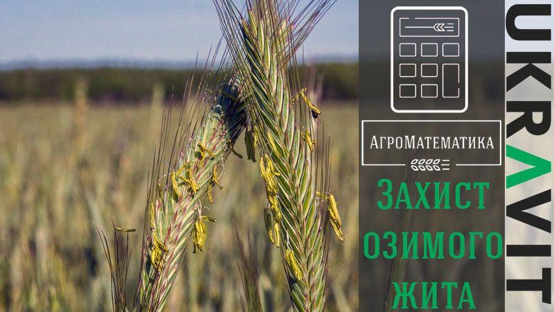 АгроМатематика: Захист озимого жита
Kurkul.com