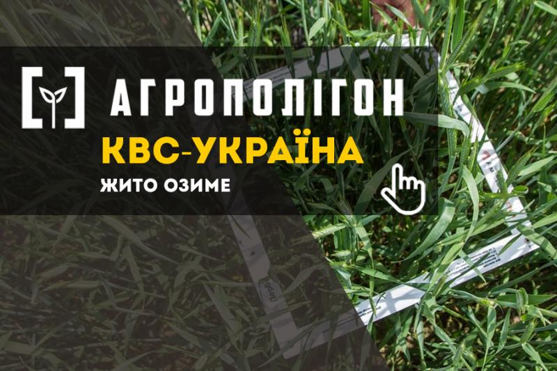 АгроПолігон КВС: у Талісман-Агро жито вже входить у фазу цвітіння