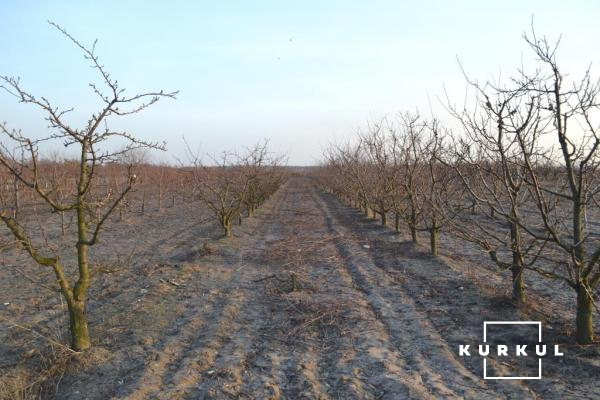 Дослідне господарство Інституту садівництва НААН