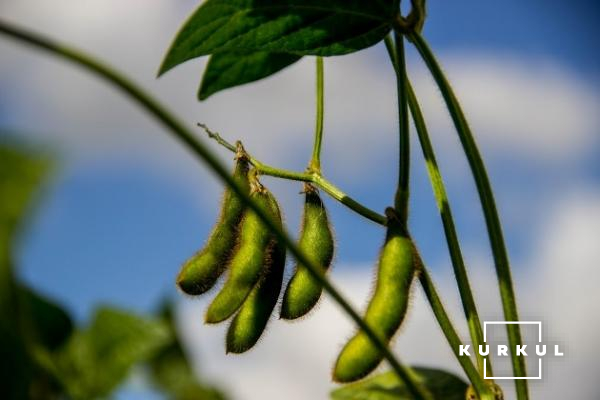 Минулого року врожайність сої в ІДАК сягнула лише 12 ц/га