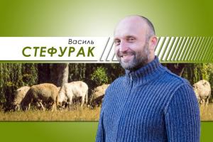 Голу вівцю не стрижуть, або Коли в Карпатах відродять вівчарство?