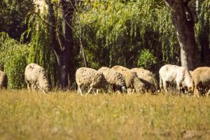 Карта племінного вівчарства