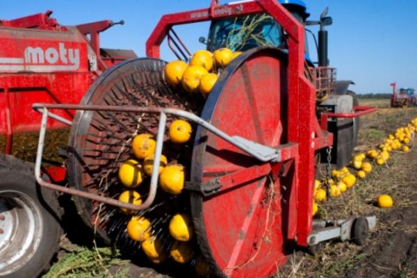 Де знайти насіння гарбуза і скільки на ньому заробляють