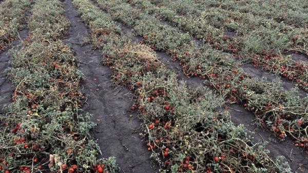 Мільйон доларів гниє на полі — фермер позивається до «Вітмарк Україна»