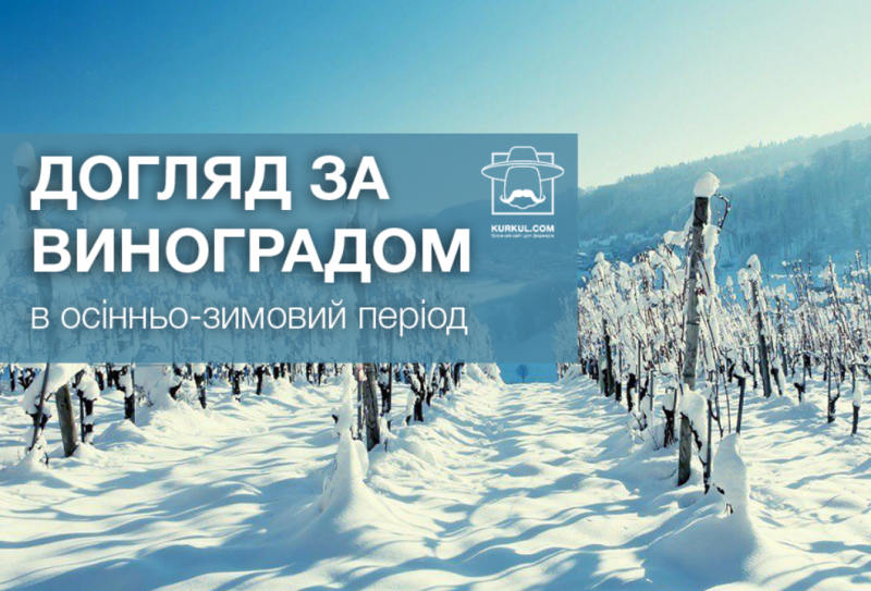 Посадка винограду та догляд в осінньо-зимовий період