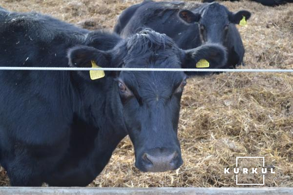 Корови породи Блек Ангус у GlebeFarm (Великобританія)