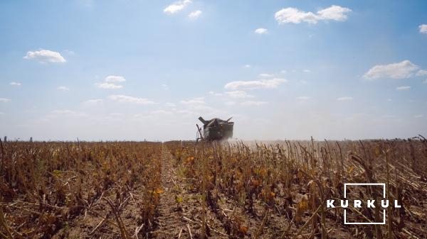 Збирання соняшнику у ПСП ім. Суворова