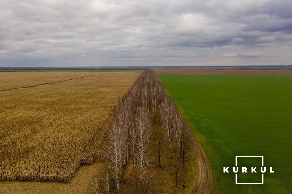 Поля СТОВ «Щорссільгоспсервіс»