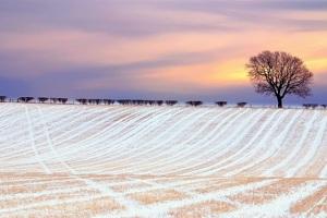 На Харківщині скоротять площі під посів озимих