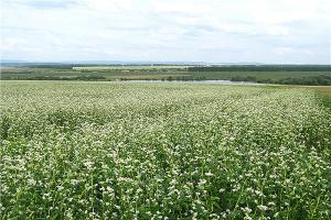 Посівні площі під гречкою необхідно збільшити — експерт