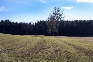 Умови страхування озимих визначено