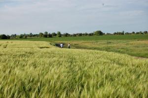 Рівненщина – одна з областей із найвищою ціною за паї