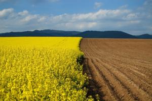 Площі під ріпаком скорочуються