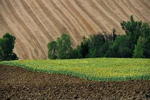 На Волині більше 82% адмінпослуг у земельній сфері надаються безкоштовно