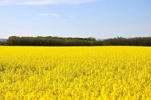 В Україні вже почався посів озимого ріпаку