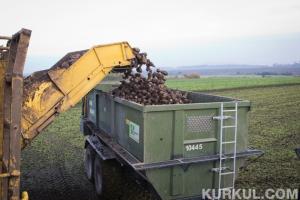 У Миколаївській області з 1 га у середньому збирають 572,4 ц цукрового буряка