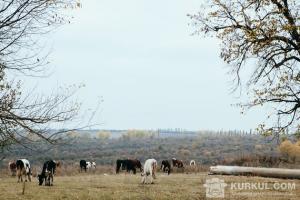 Доплата за корів у Запорізькій оласті