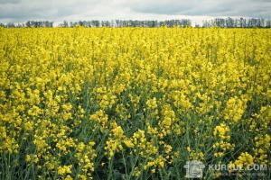 Поле ріпаку