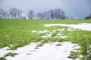 10-11 травня на ґрунті спостерігатимуться заморозки 0-5°С