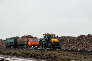 Цукрові буряки на полі