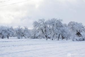 Сніг