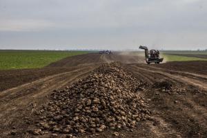 Урожай цукрових буряків