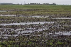 Полям на Волині загрожує тала вода