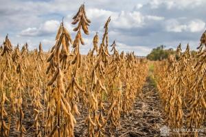 Волинські аграрії скорочуватимуть площі під соєю