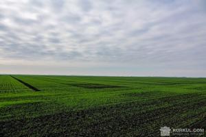 У полях відновилося живлення личинок хлібної жужелиці