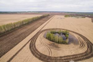 Поле у ФГ Бутенко на Чернігівщині