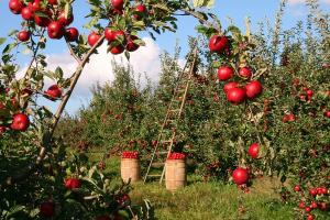 Примусове скуповування фермерської продукції