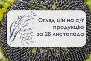 Вартість соняшнику змінилися у портах Миколаївщини та Одещини — огляд цін на с/г продукцію за 28 листопада