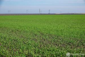 Фермери застосовують мотиваційні виплати для пайовиків через конкуренцію