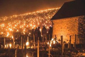 У Європі фермерам довелося рятувати виноградники від заморозків