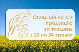 Вартість кукурудзи та соняшнику стабілізувалась — огляд цін на с/г продукцію за тиждень з 20 по 24 травня