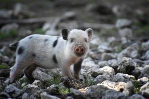 Кількість захворювань на АЧС зменшилася утричі 