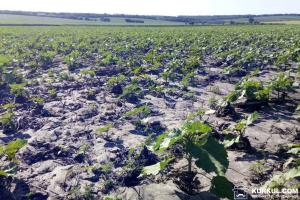 Використання no-till врятувало посіви соняшнику від негоди