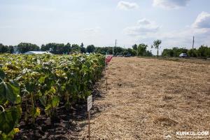 В Україні презентували гібриди соняшнику, стійкі до 8 рас вовчка