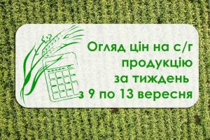  Соняшник, ячмінь та кукурудза подешевшали — як змінилися ціни на с/г продукцію за тиждень з 9 по 13 вересня