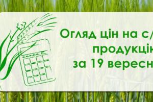 Пшениця дорожчає, соняшник продовжує дешевшати — огляд цін на с/г продукцію за 19 вересня