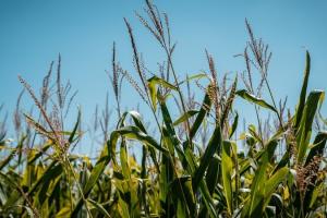 Bayer Crop Science представить нову комерційну структуру на початку 2020 року