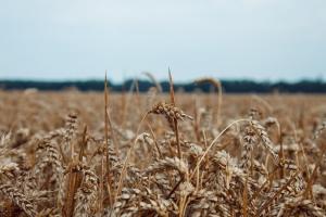 Невідомі підпалили поля кооперативу Новоселицький