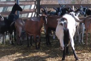 На родинній фермі під Харковом розводять альпійських кіз