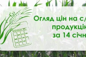 Ціни на пшеницю та соняшник зросли — огляд цін на с/г продукцію за 14 січня