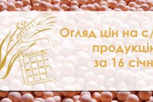 Соняшник продовжує дорожчати — огляд цін на с/г продукцію за 16 січня