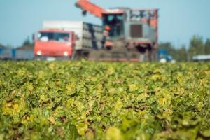 Аграрії України скорочують площі під цукровими буряками