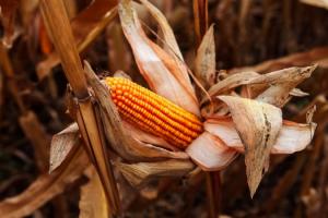 Озвучено причини рекордного обвалу цін на с/г продукцію