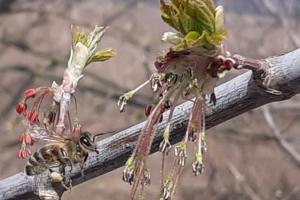 Пасічники розпочали сезон збору квіткового пилку