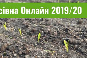 Названо області-лідери за посівами кукурудзи